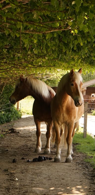Zwei Pferde auf dem Paddocktrail in Elendskirchen